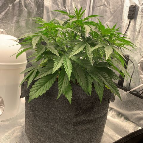 Jane growlog timeline photo