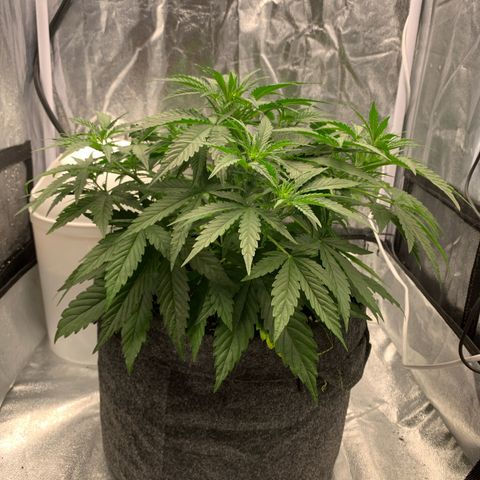 Jane growlog timeline photo