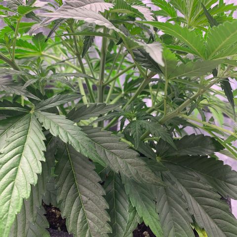 Jane growlog timeline photo