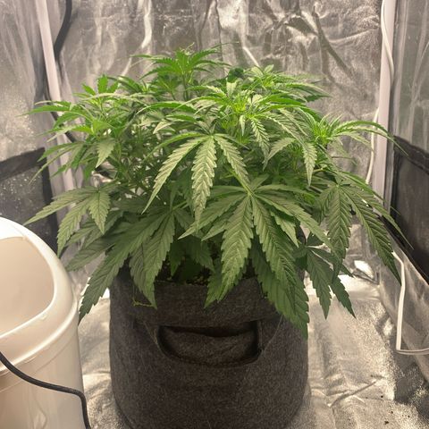 Jane growlog timeline photo