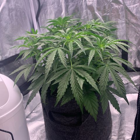 Jane growlog timeline photo