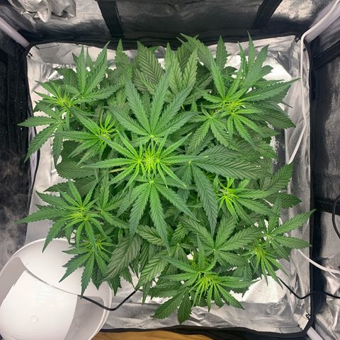 Jane growlog timeline photo
