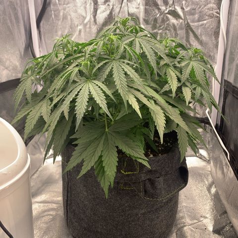 Jane growlog timeline photo