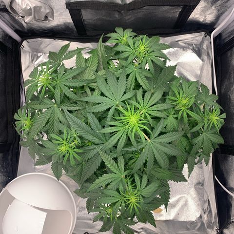 Jane growlog timeline photo