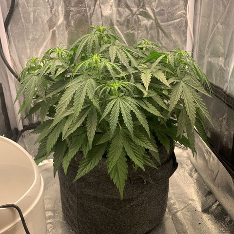 Jane growlog timeline photo