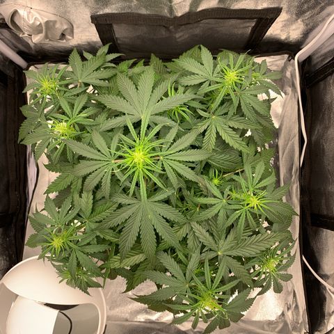 Jane growlog timeline photo