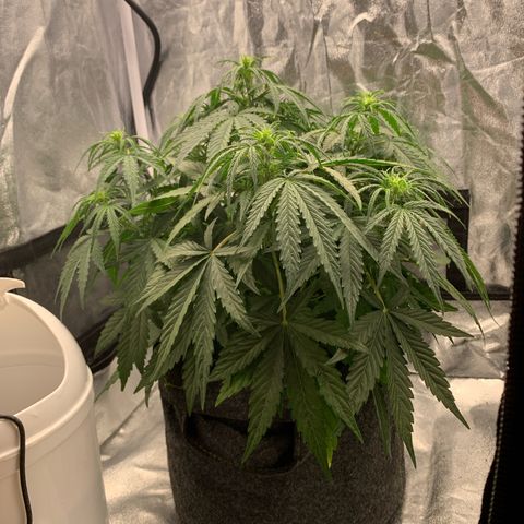 Jane growlog timeline photo