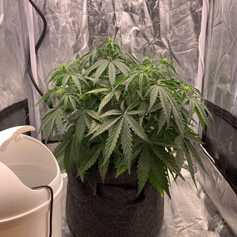 Jane growlog timeline photo