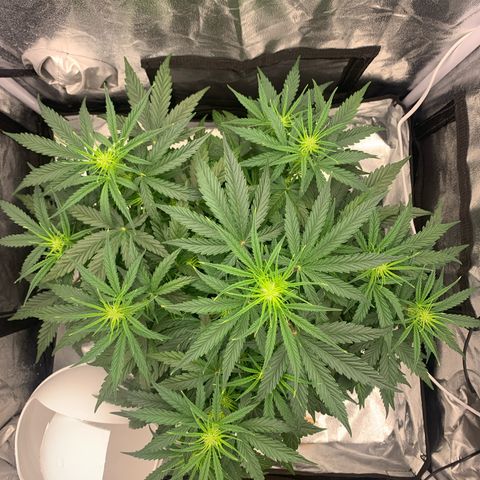 Jane growlog timeline photo