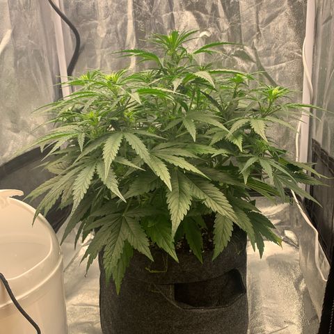 Jane growlog timeline photo