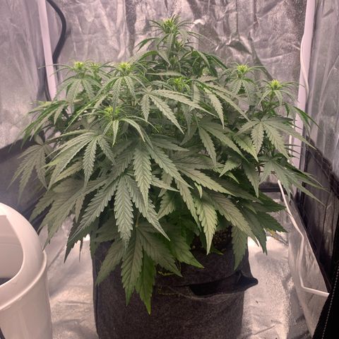 Jane growlog timeline photo
