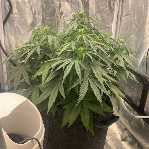 Jane growlog timeline photo
