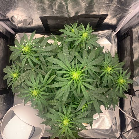 Jane growlog timeline photo