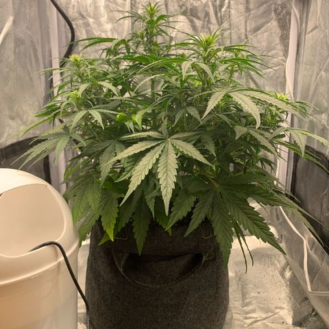 Jane growlog timeline photo