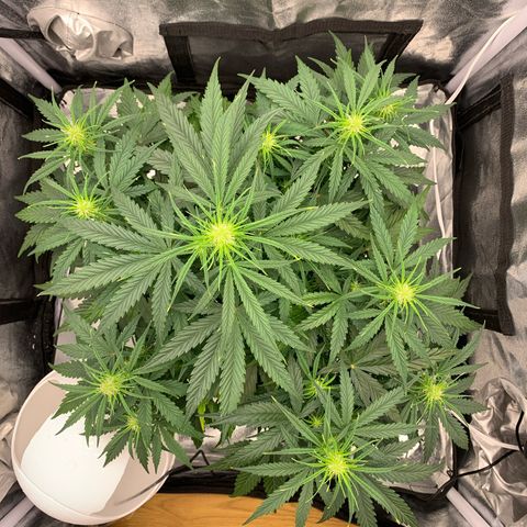 Jane growlog timeline photo