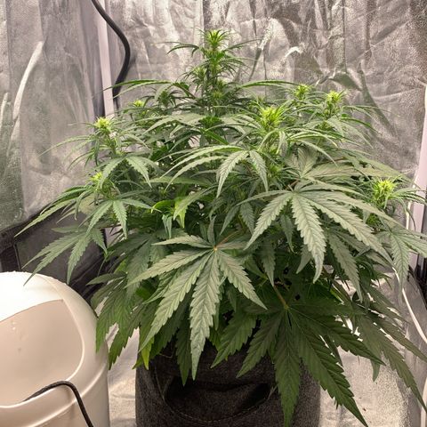 Jane growlog timeline photo