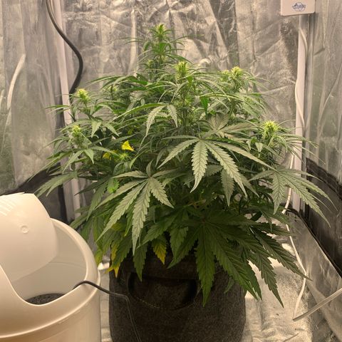 Jane growlog timeline photo