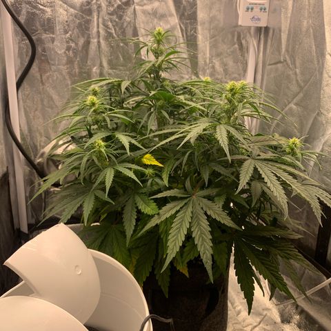 Jane growlog timeline photo