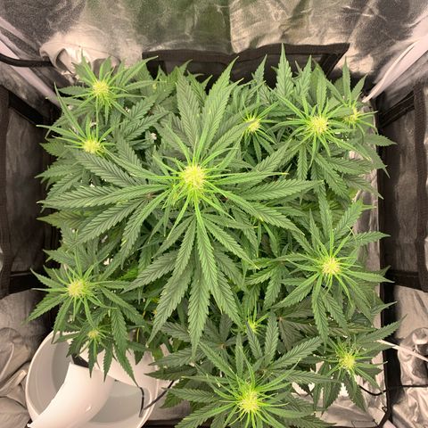 Jane growlog timeline photo