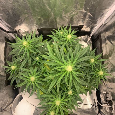 Jane growlog timeline photo