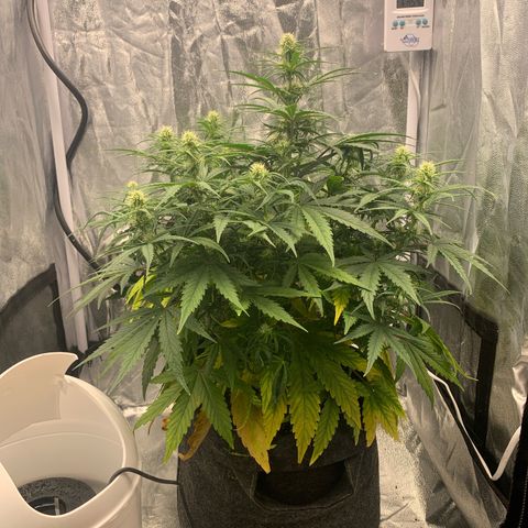 Jane growlog timeline photo