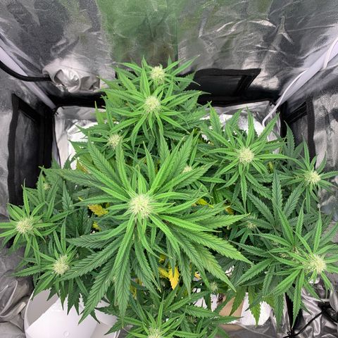 Jane growlog timeline photo