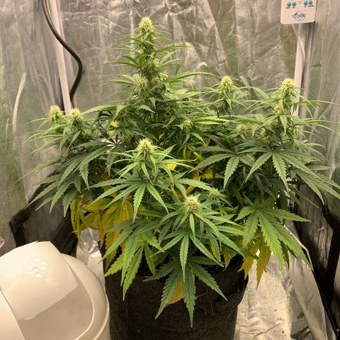 Jane growlog timeline photo