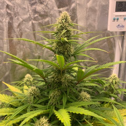 Jane growlog timeline photo