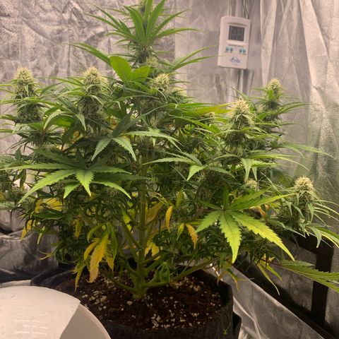 Jane growlog timeline photo