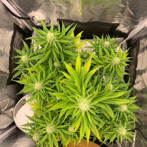 Jane growlog timeline photo