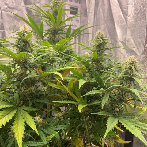 Jane growlog timeline photo
