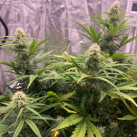 Jane growlog timeline photo