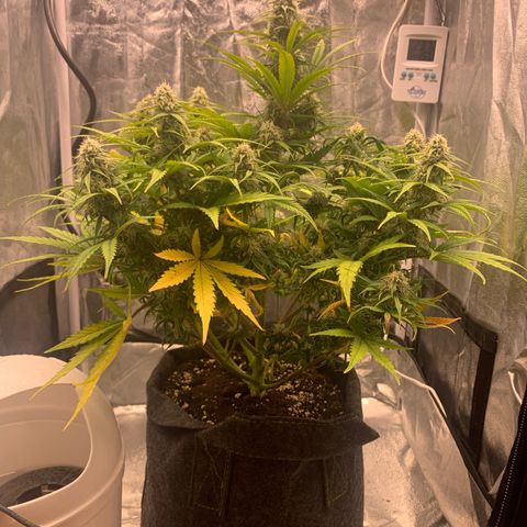 Jane growlog timeline photo
