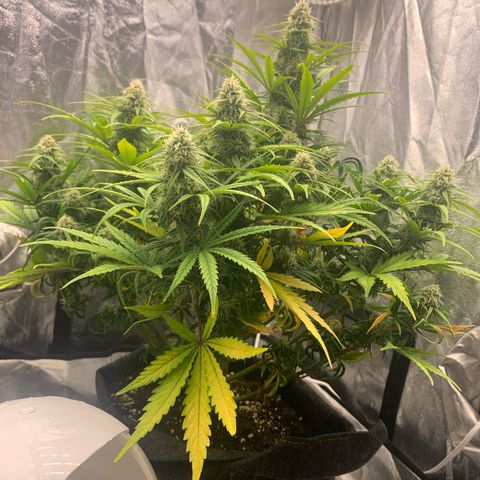 Jane growlog timeline photo