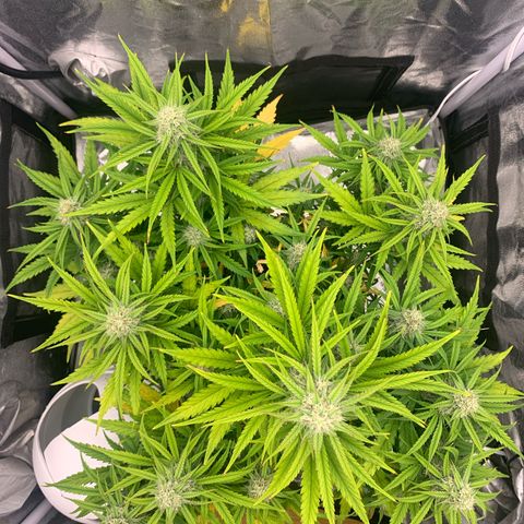 Jane growlog timeline photo