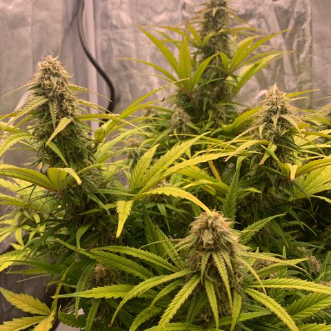 Jane growlog timeline photo