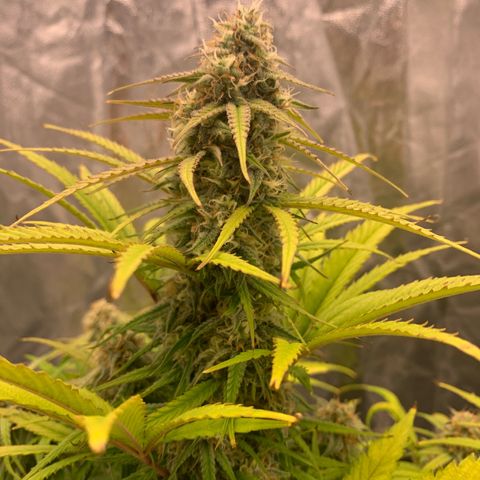 Jane growlog timeline photo