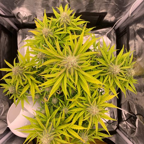 Jane growlog timeline photo