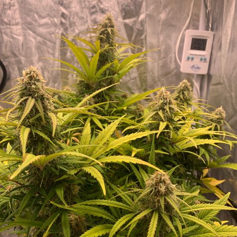 Jane growlog timeline photo