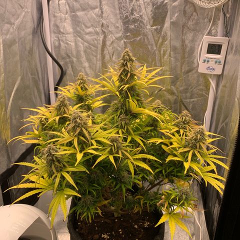 Jane growlog timeline photo