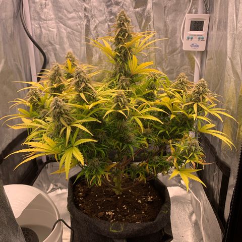 Jane growlog timeline photo