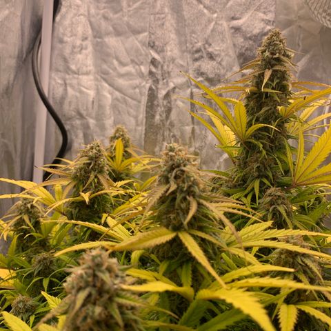 Jane growlog timeline photo