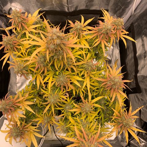 Jane growlog timeline photo