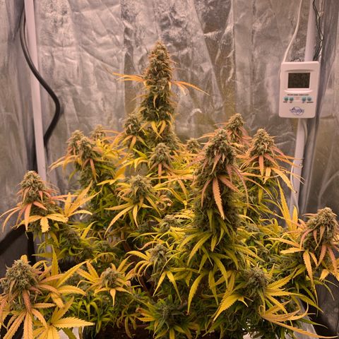 Jane growlog timeline photo