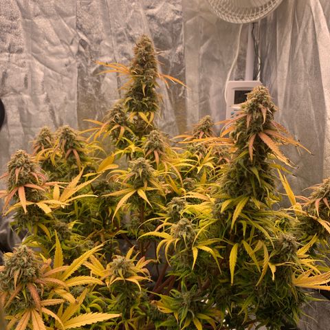 Jane growlog timeline photo