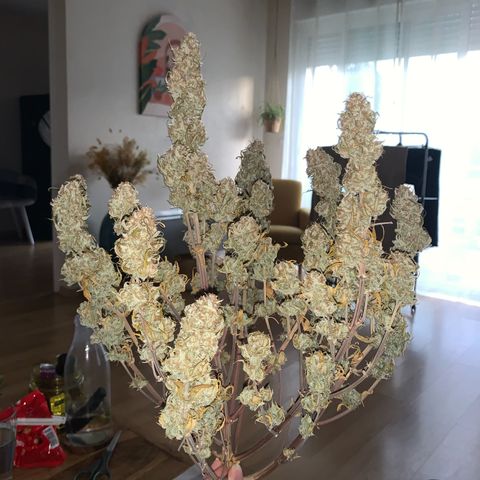 Jane growlog timeline photo