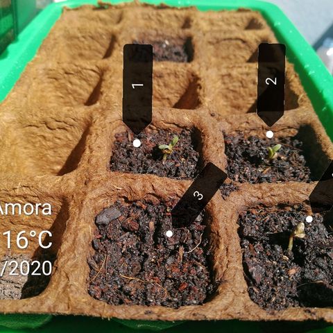 #1 out Northern Light Automatic  growlog timeline photo