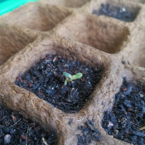 #1 out Northern Light Automatic  growlog timeline photo