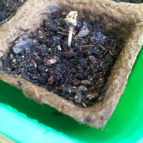 #4 Northern Light Automatic growlog timeline photo