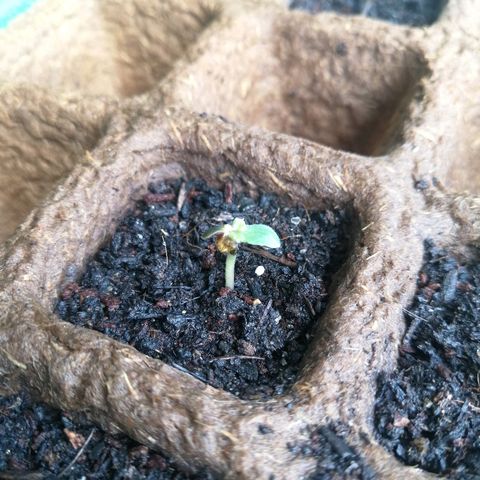 #1 out Northern Light Automatic  growlog timeline photo